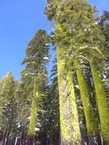 Green Trees